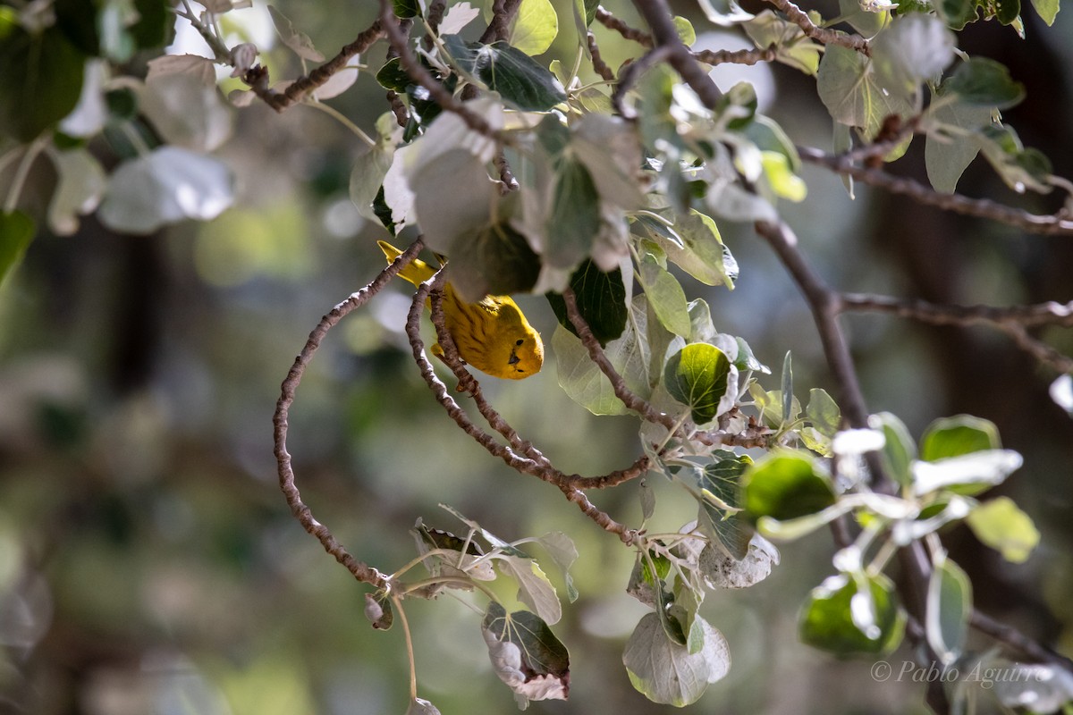 Northern Yellow Warbler - ML585634621