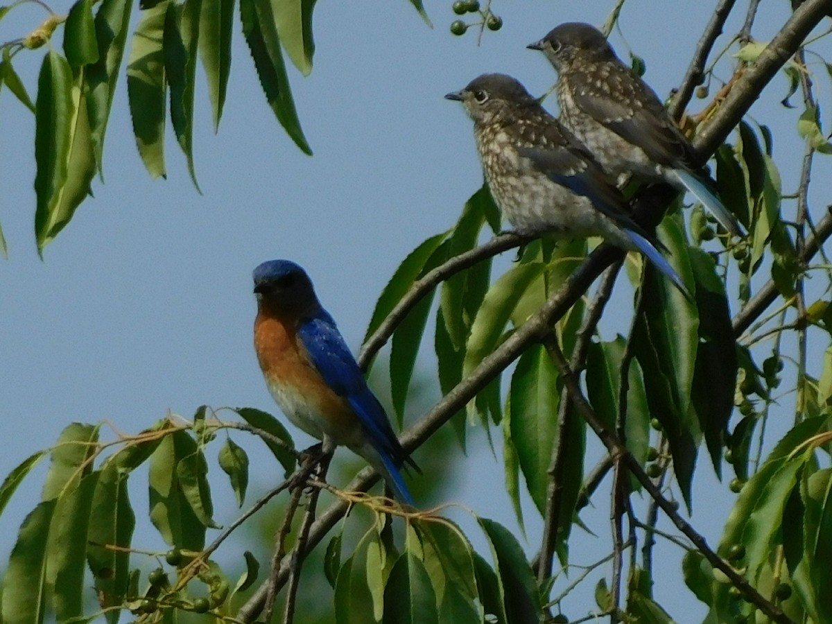 Eastern Bluebird - ML585635871