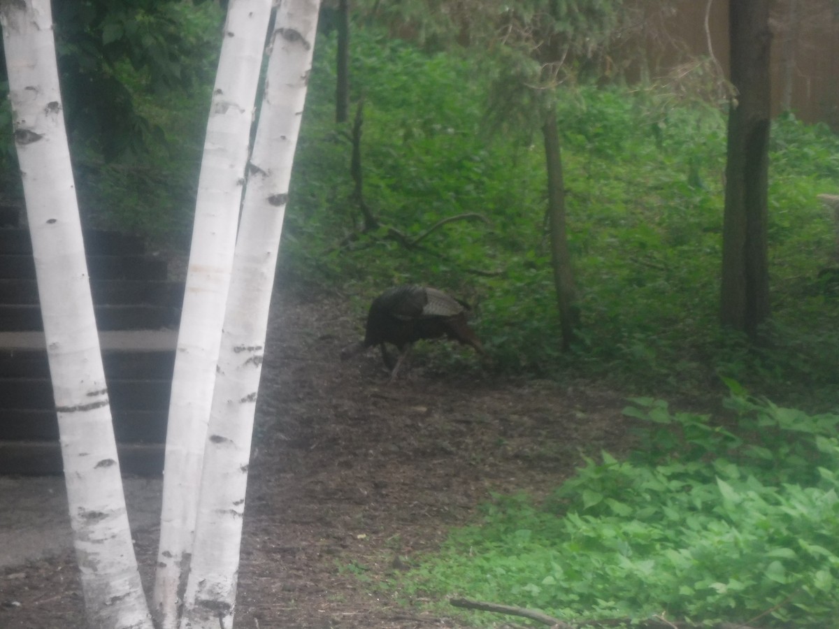 Wild Turkey - ML585636191