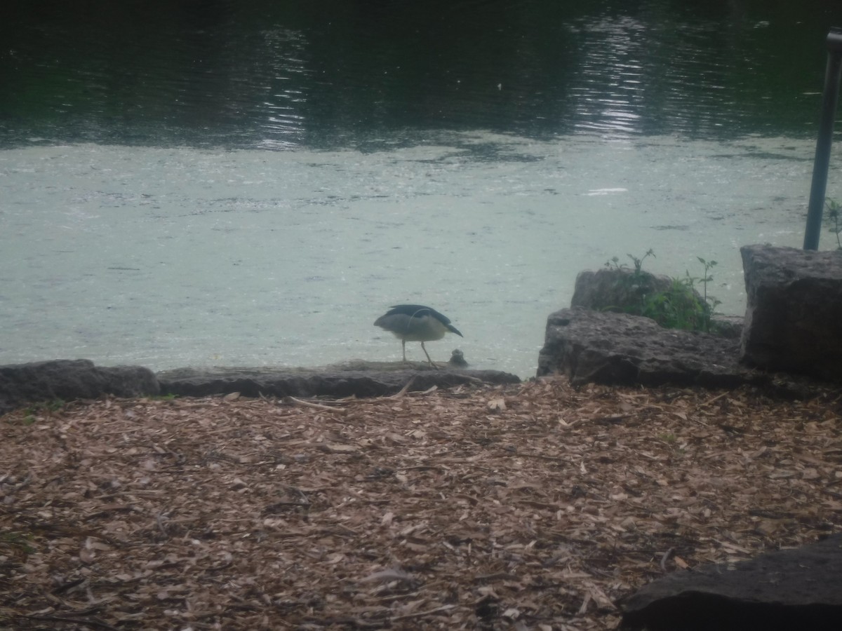 Black-crowned Night Heron - ML585636291