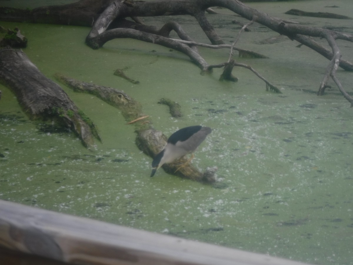 Black-crowned Night Heron - ML585636381