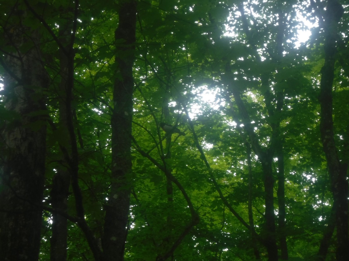 Rose-breasted Grosbeak - ML585636781