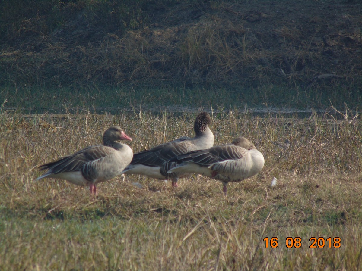 Graylag Goose - Yadyaksh Yadav