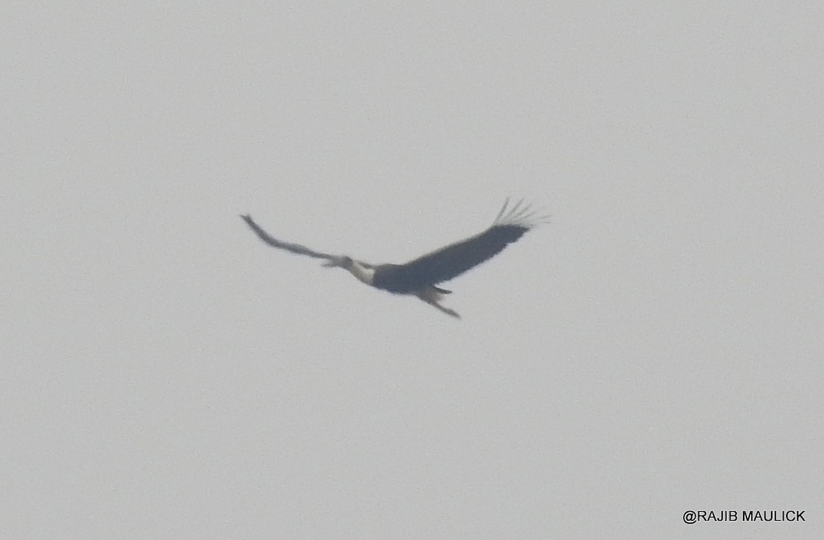 Asian Woolly-necked Stork - ML58563801