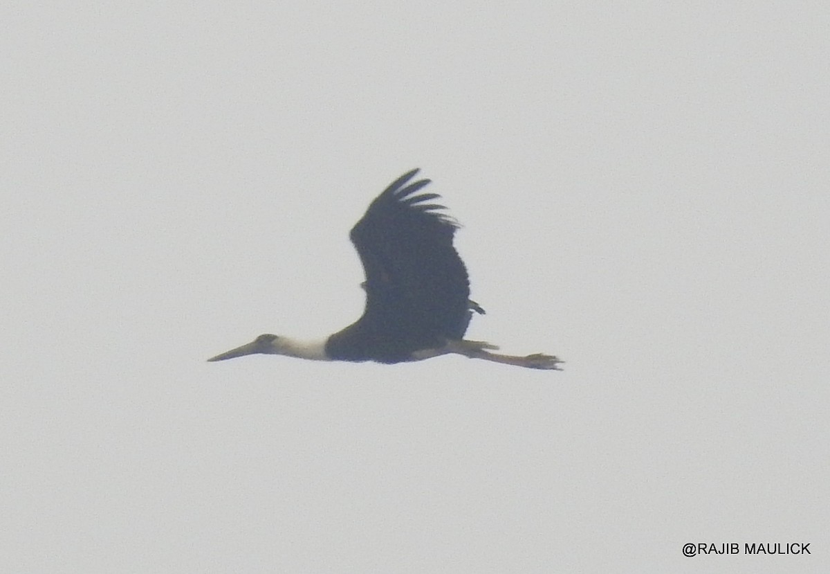 Asian Woolly-necked Stork - ML58563811