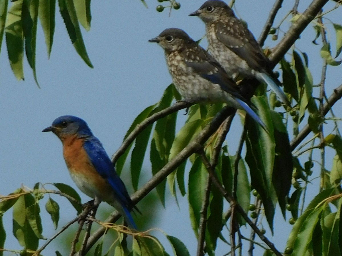 Eastern Bluebird - Howard Blum