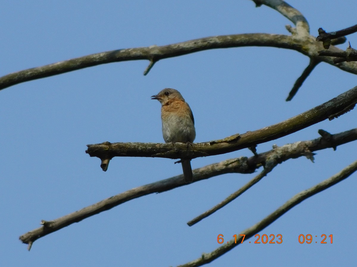 Eastern Bluebird - Howard Blum