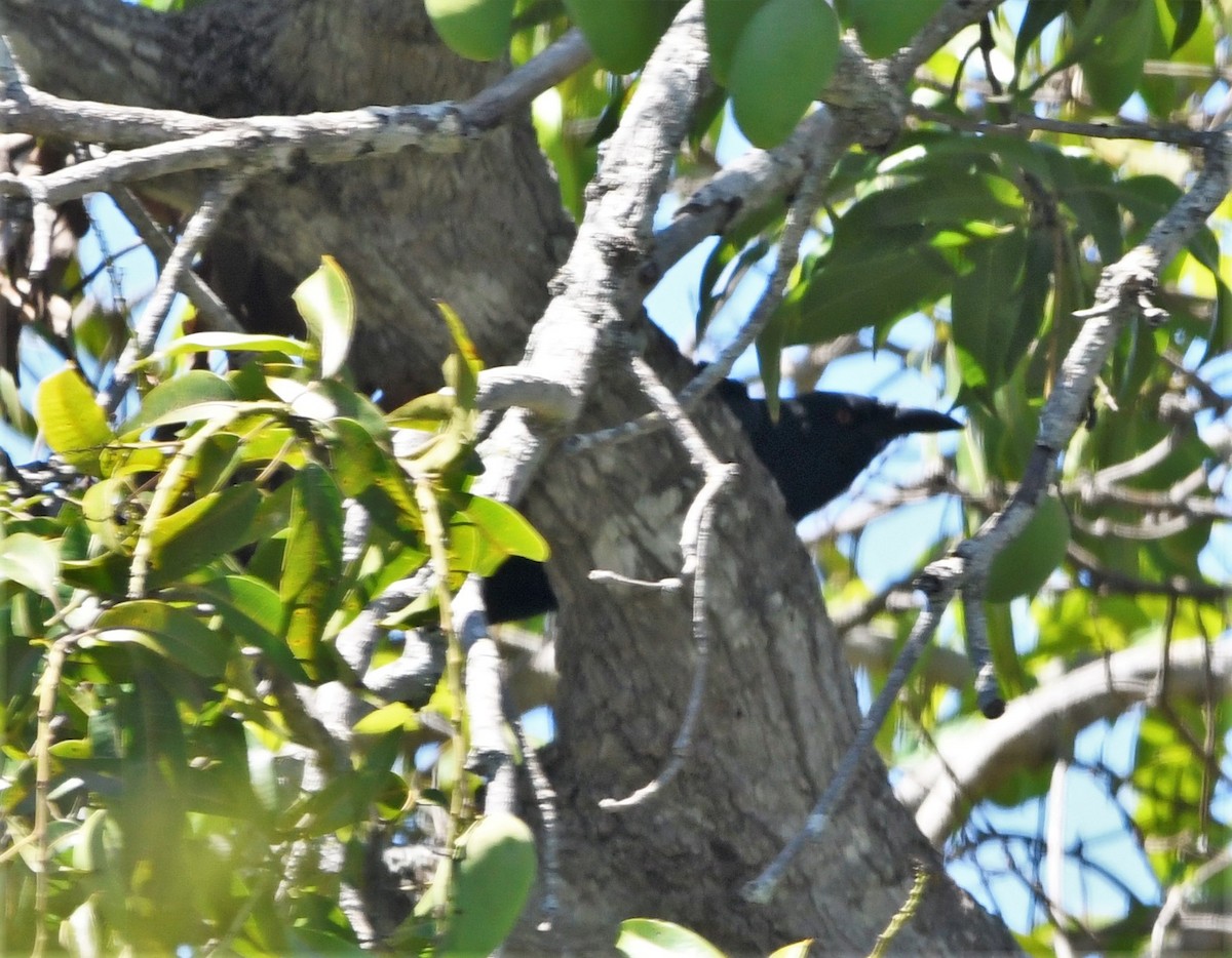 White-necked Crow - ML585639591