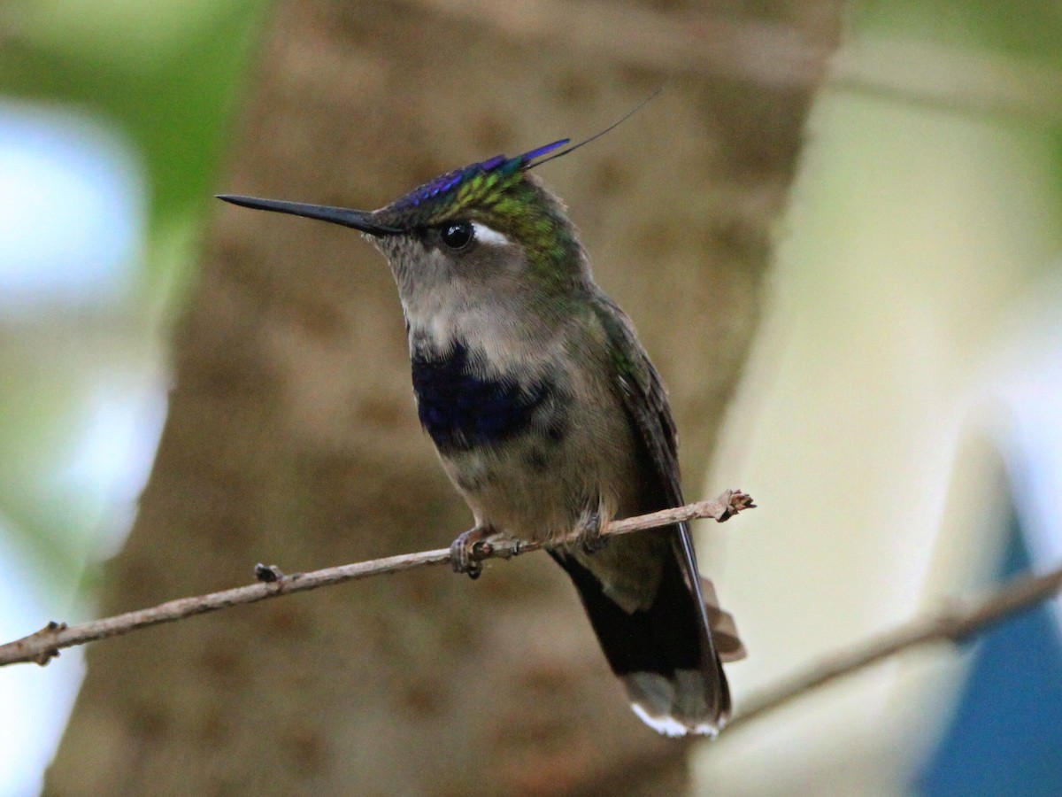 Purple-crowned Plovercrest - ML585639631