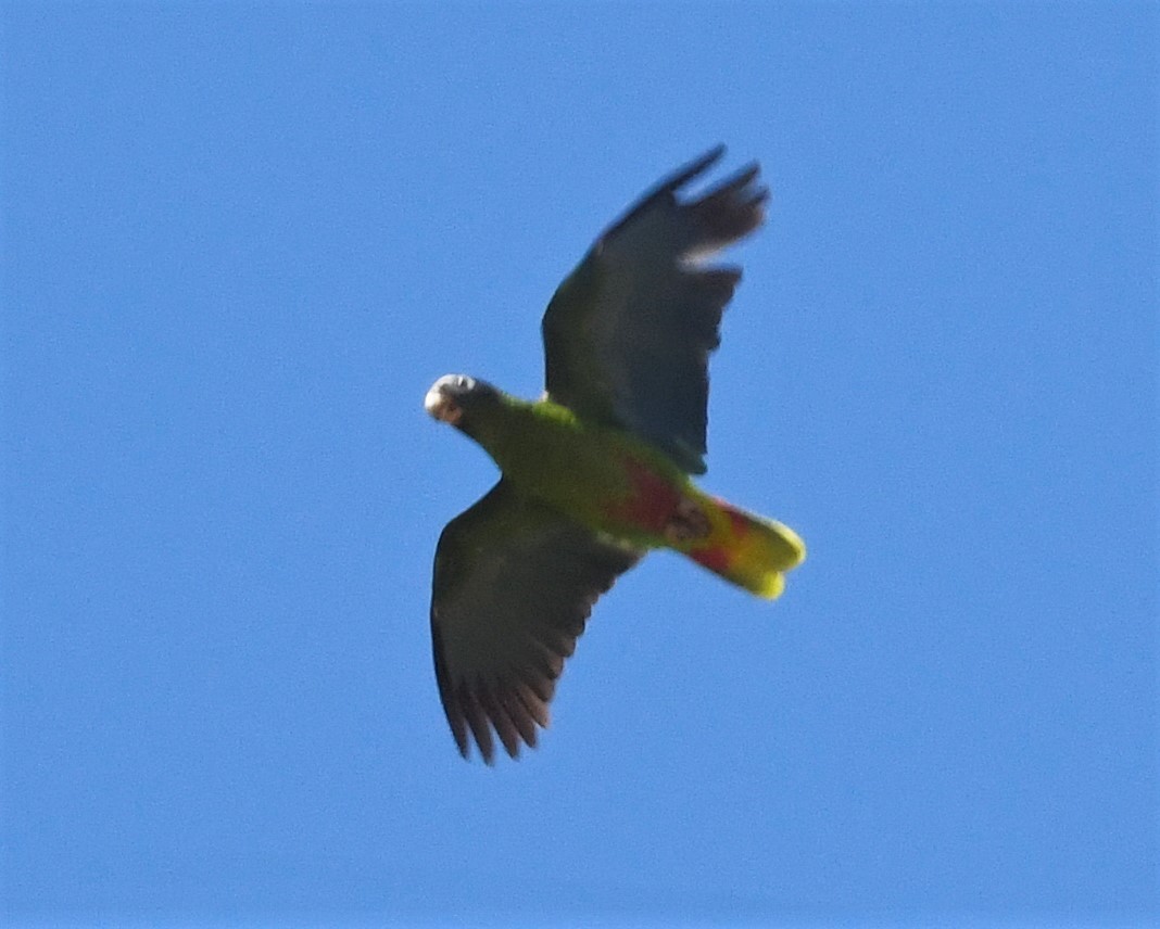 Hispaniolan Parrot - ML585640291