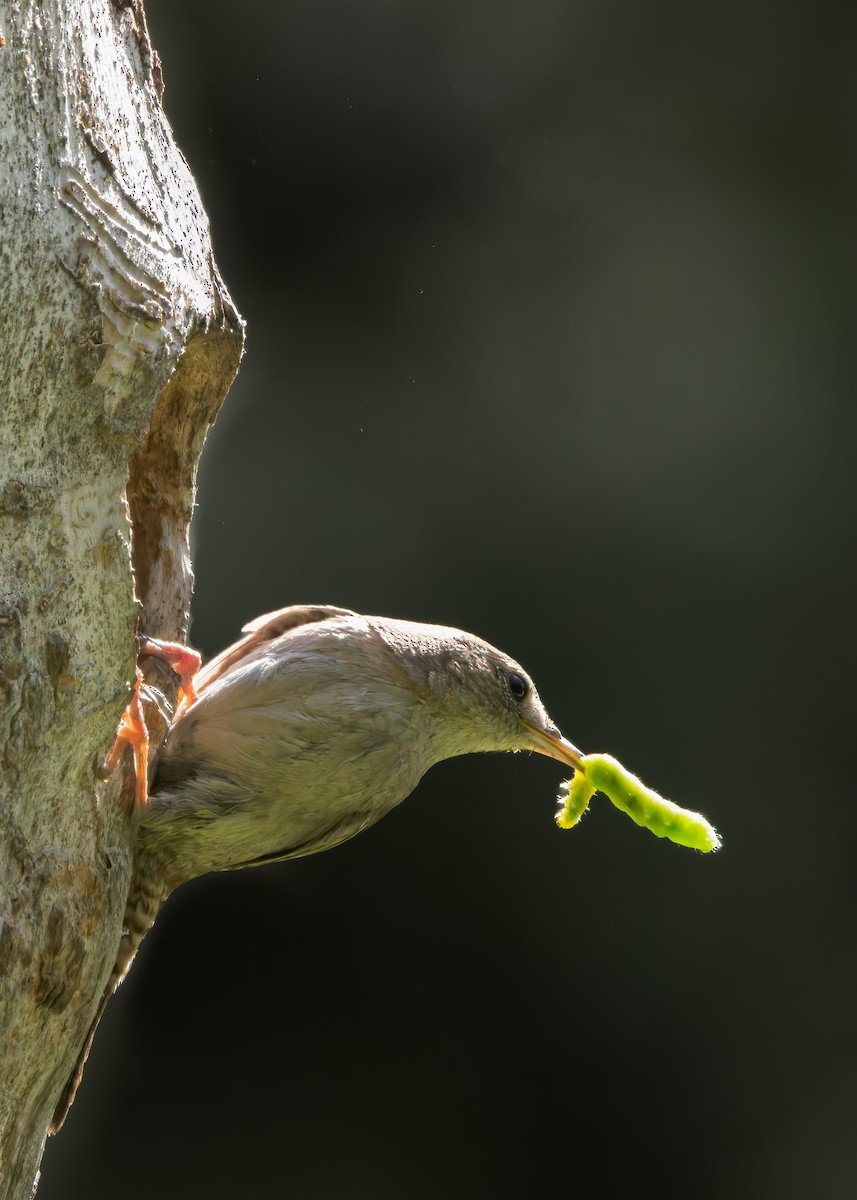 House Wren - ML585640571