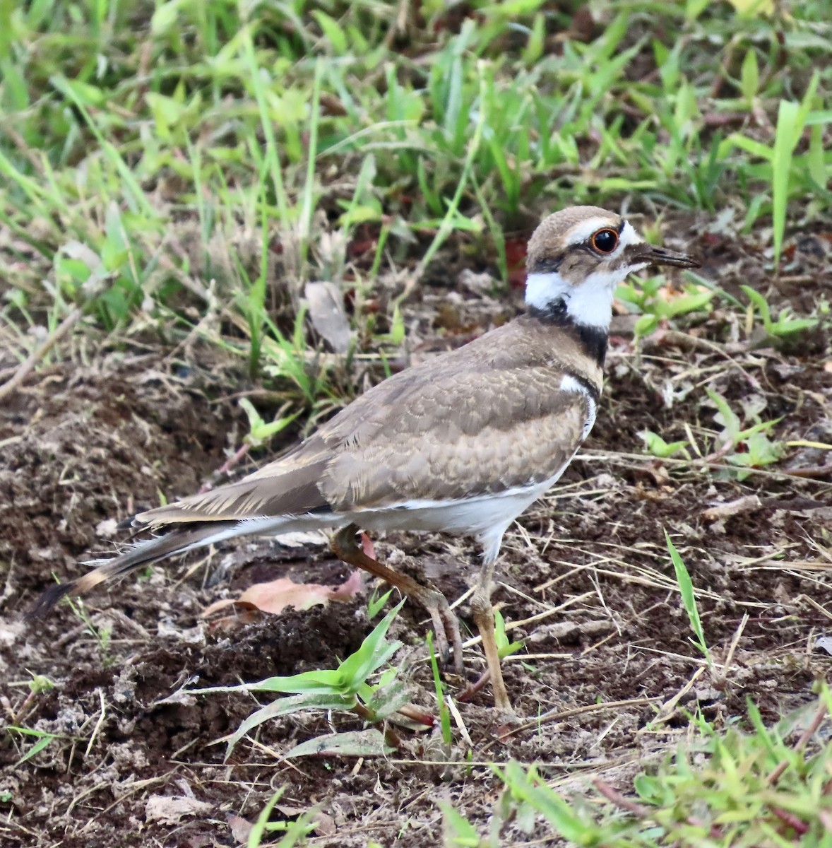 Killdeer - ML585640831