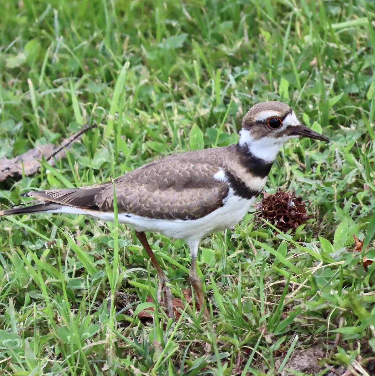 Killdeer - ML585640841