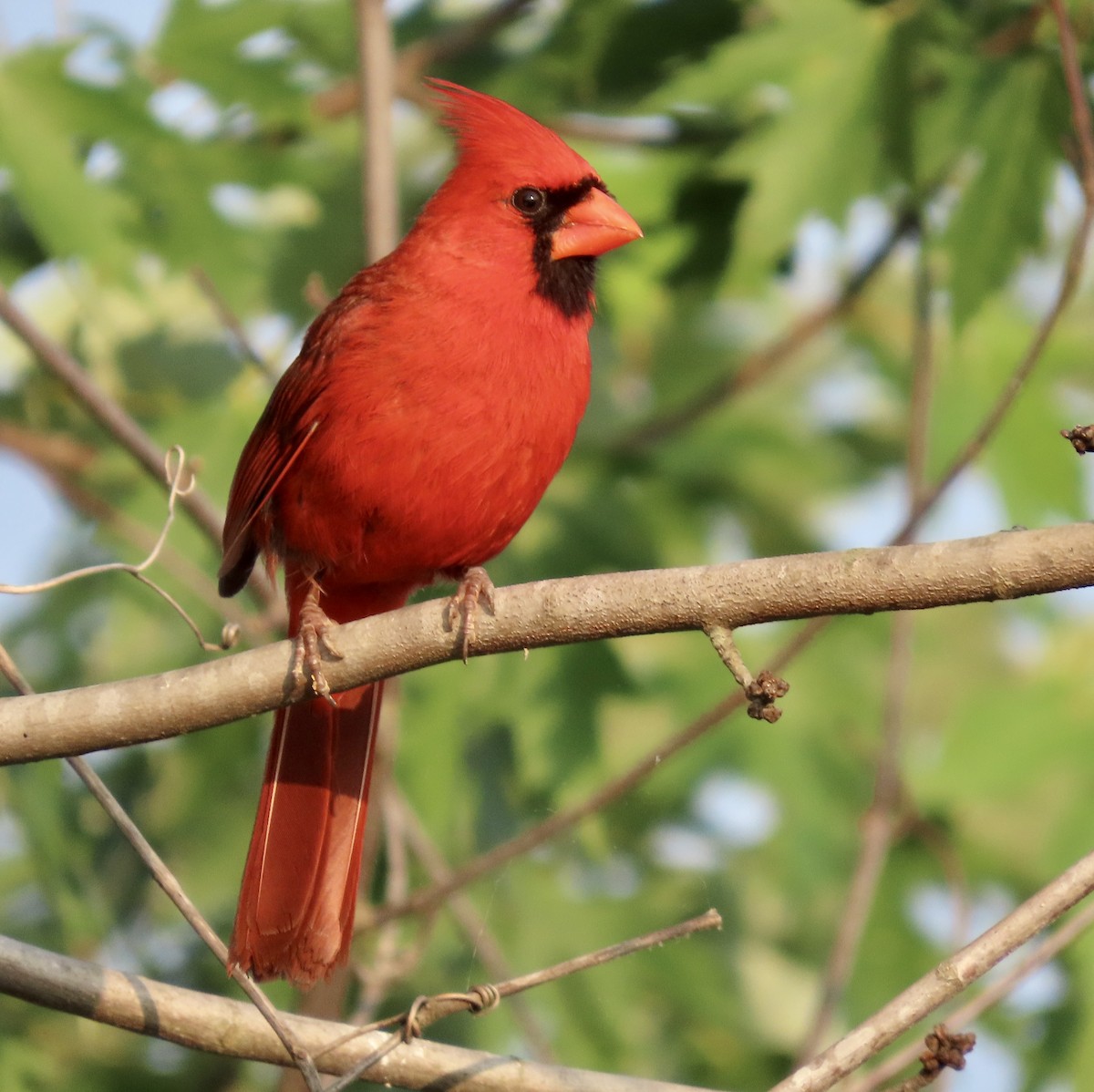 Northern Cardinal - ML585640991