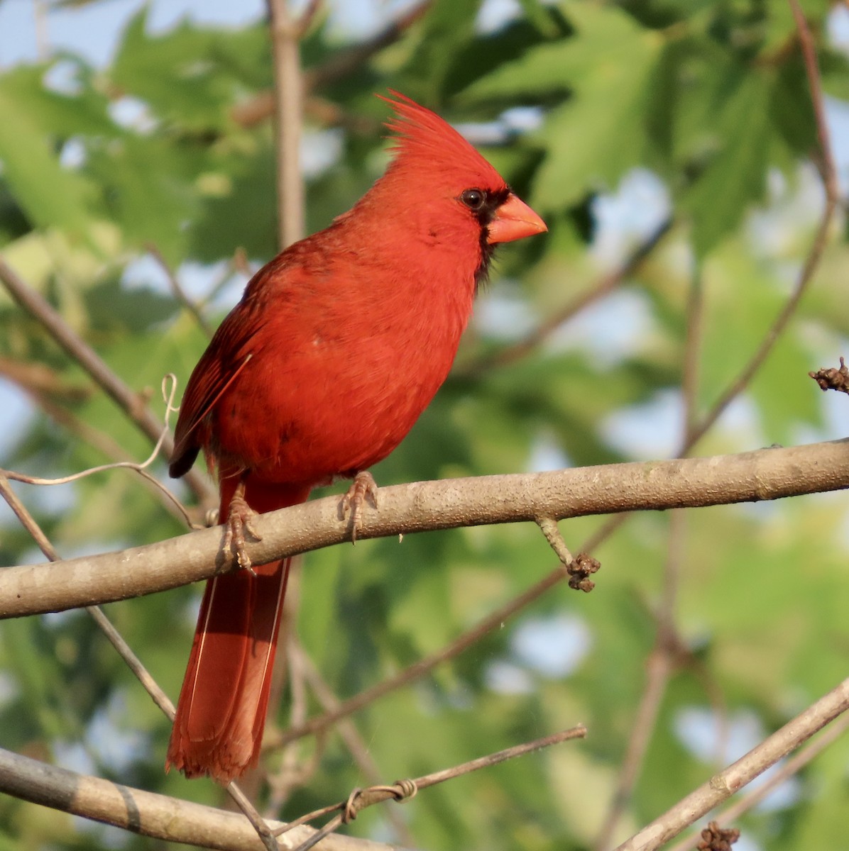 Northern Cardinal - ML585641001