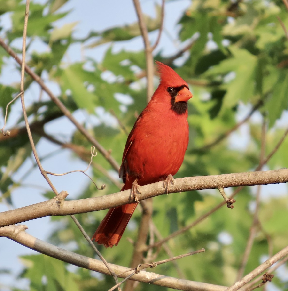 Northern Cardinal - ML585641011
