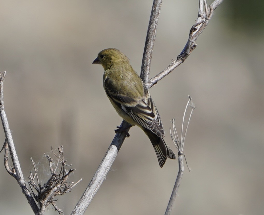Lesser Goldfinch - MIck Griffin