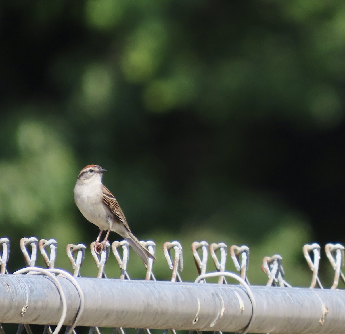 Chipping Sparrow - ML585641801