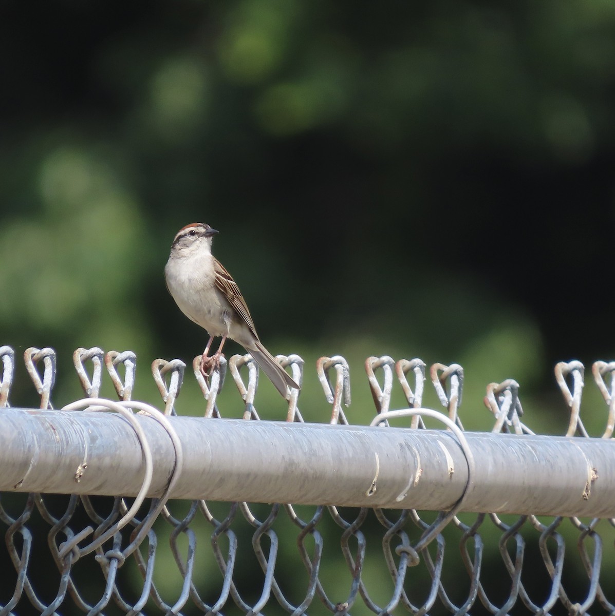 Chipping Sparrow - ML585641811