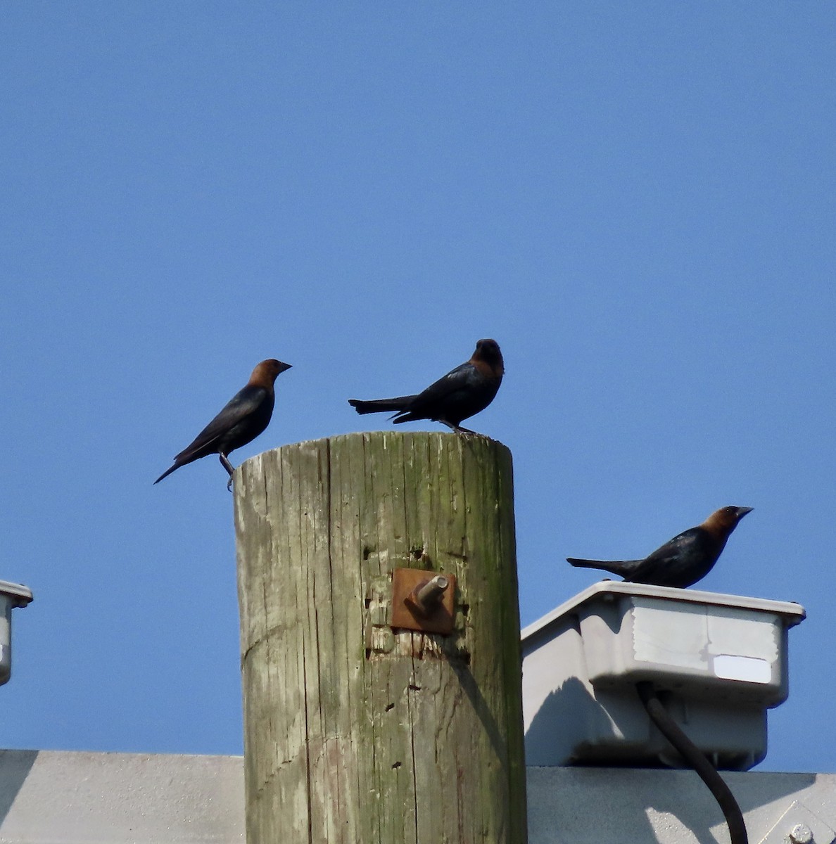 Brown-headed Cowbird - ML585642011