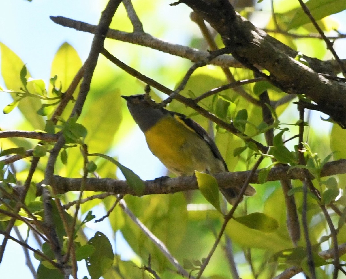 Bananaquit (Greater Antillean) - ML585642081