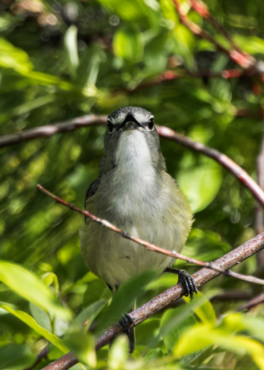 Cassin's Vireo - ML585642121