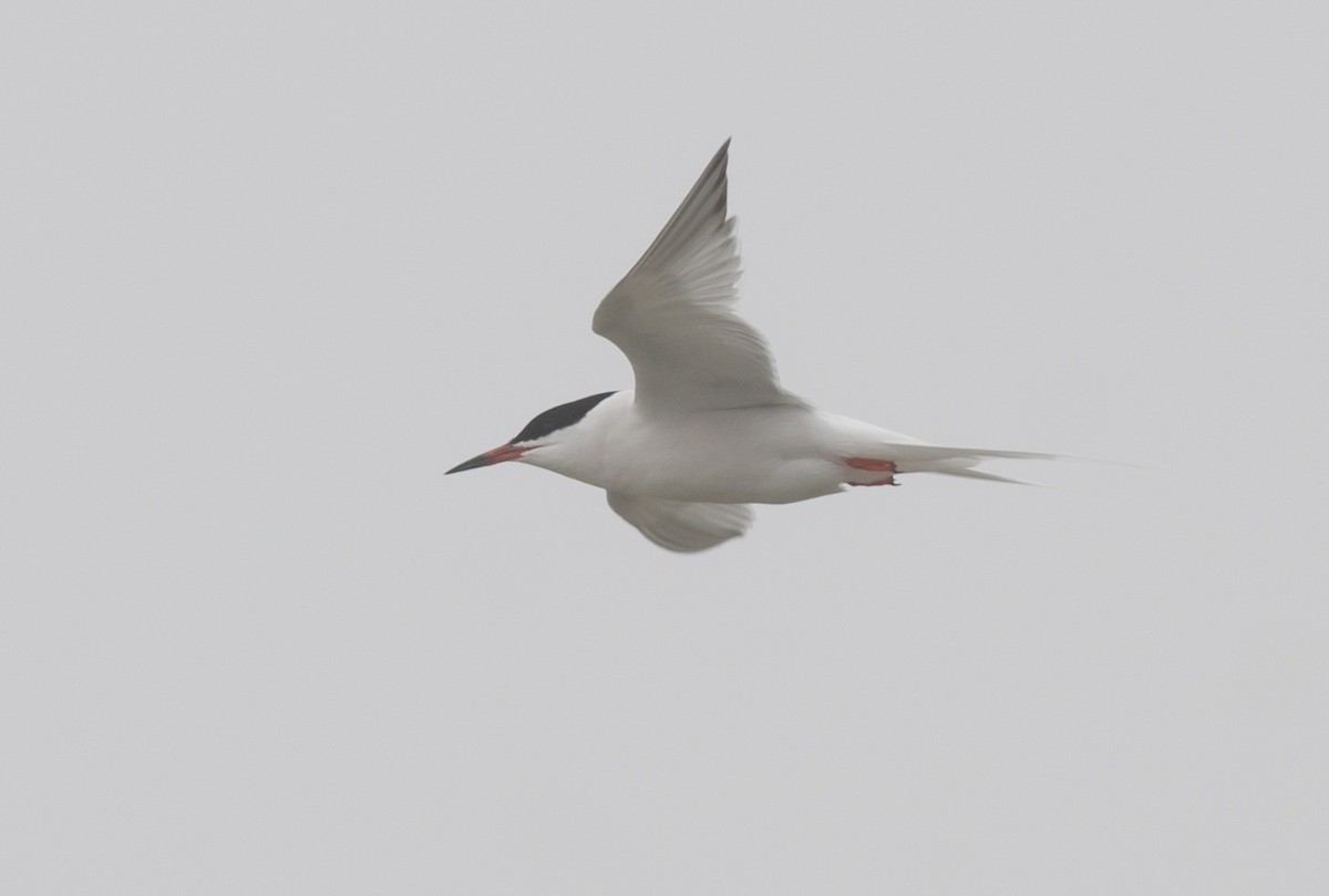 Common x Roseate Tern (hybrid) - ML585643231