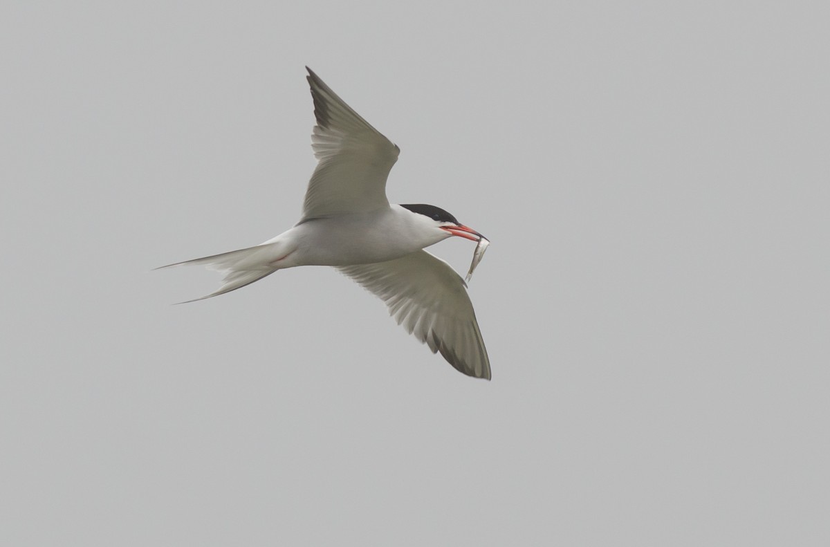 Common Tern - ML585643401