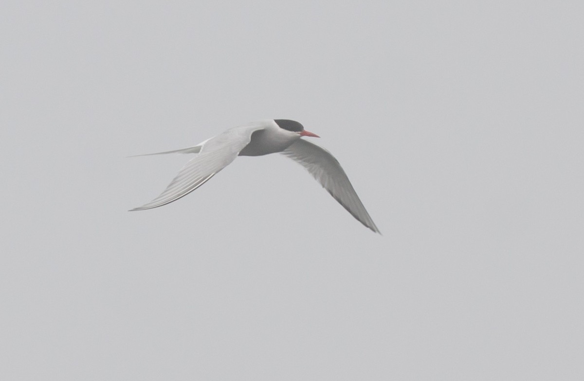 Arctic Tern - ML585643471