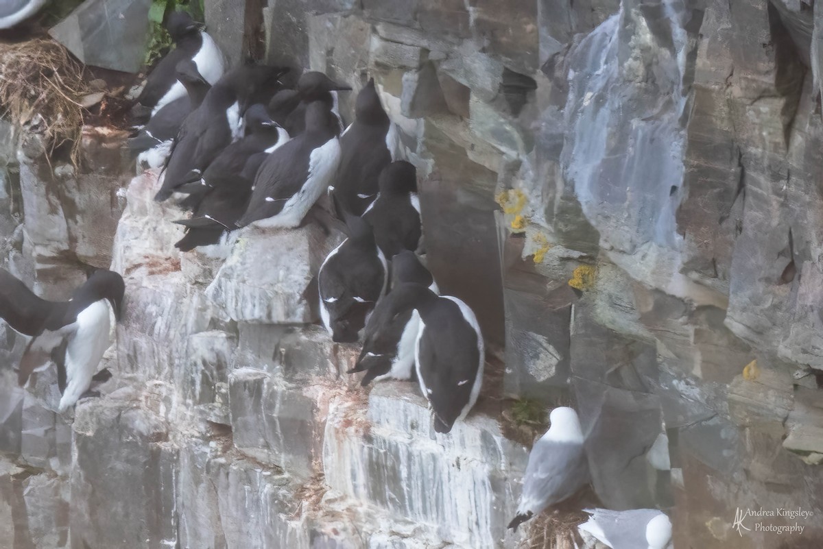 Thick-billed Murre - ML585645191