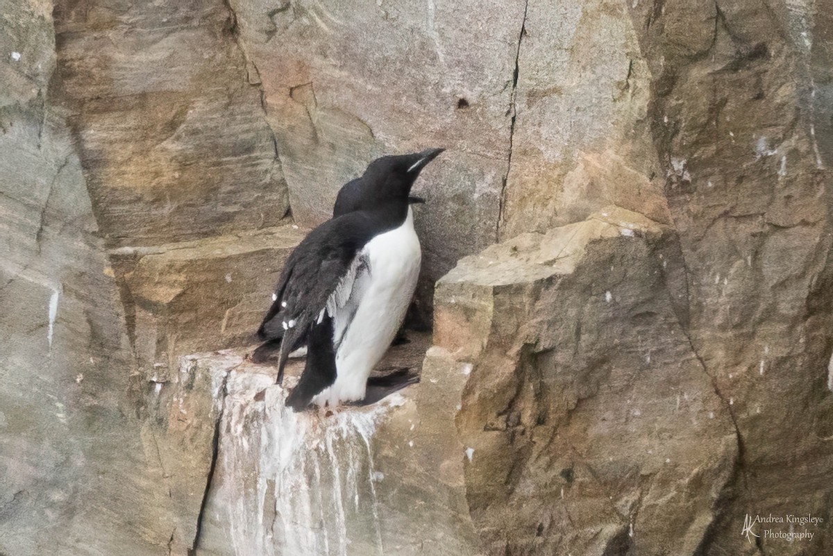 Thick-billed Murre - ML585645201