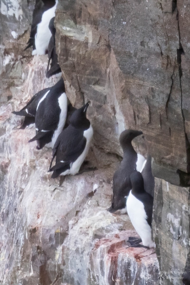 Thick-billed Murre - ML585645211