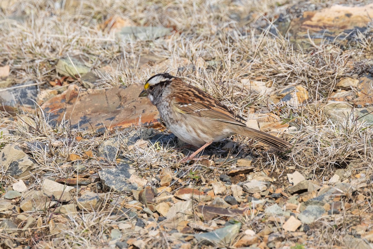 White-throated Sparrow - Andrea Kingsley