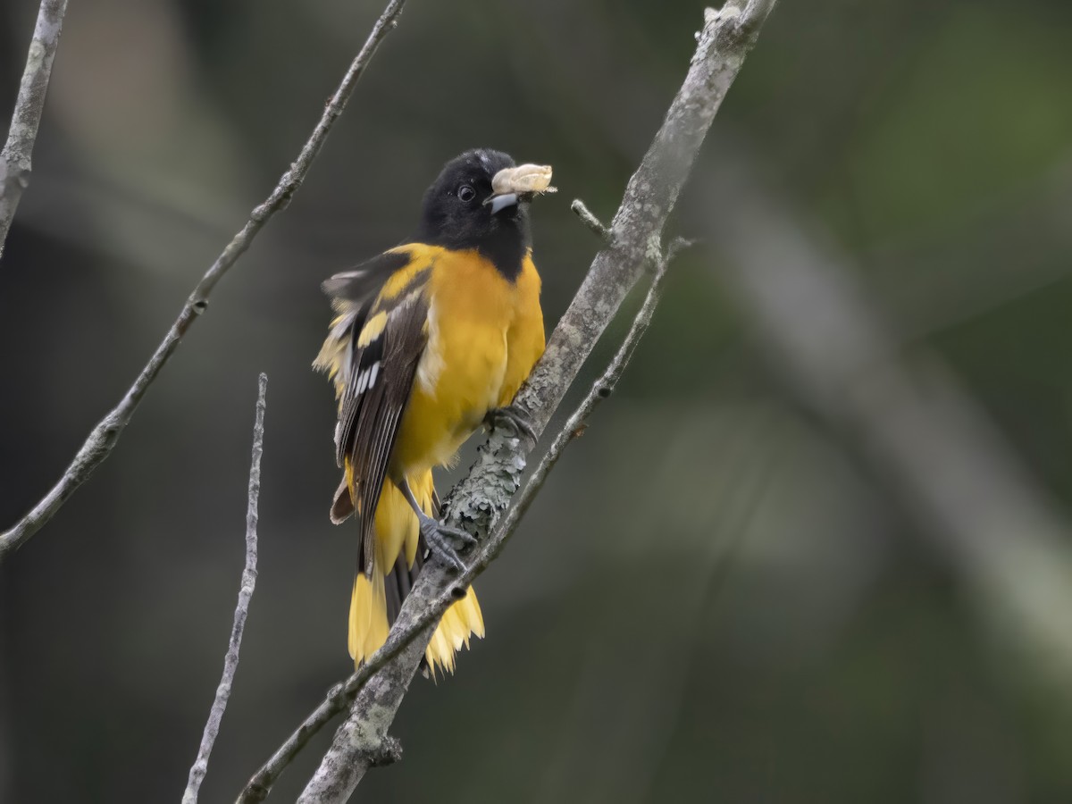 Baltimore Oriole - John Felton