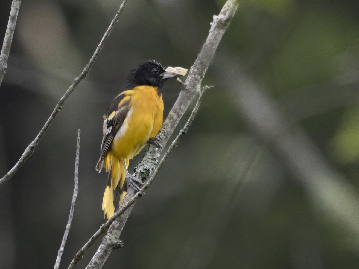 Oriole de Baltimore - ML585647091