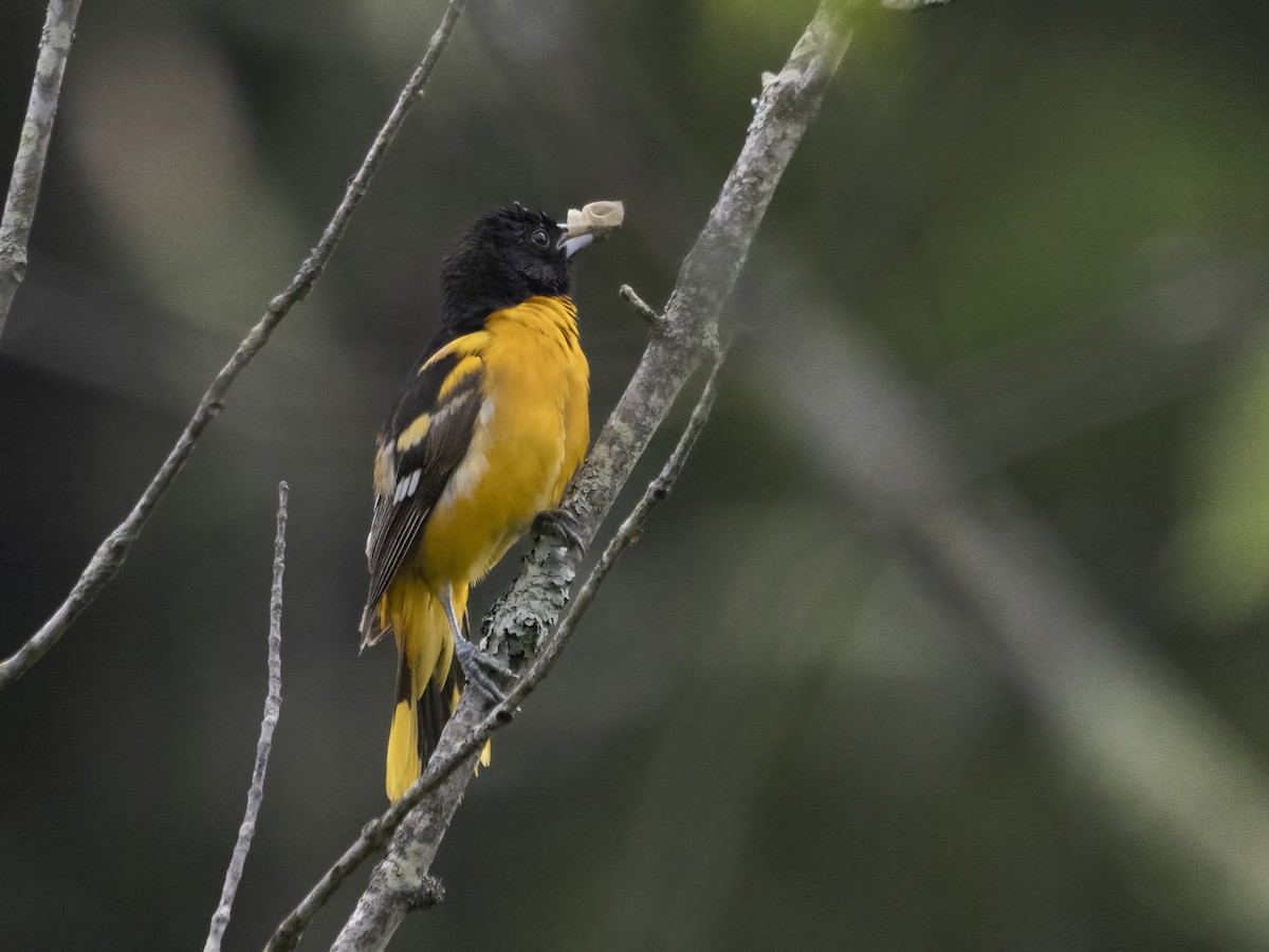 Baltimore Oriole - John Felton