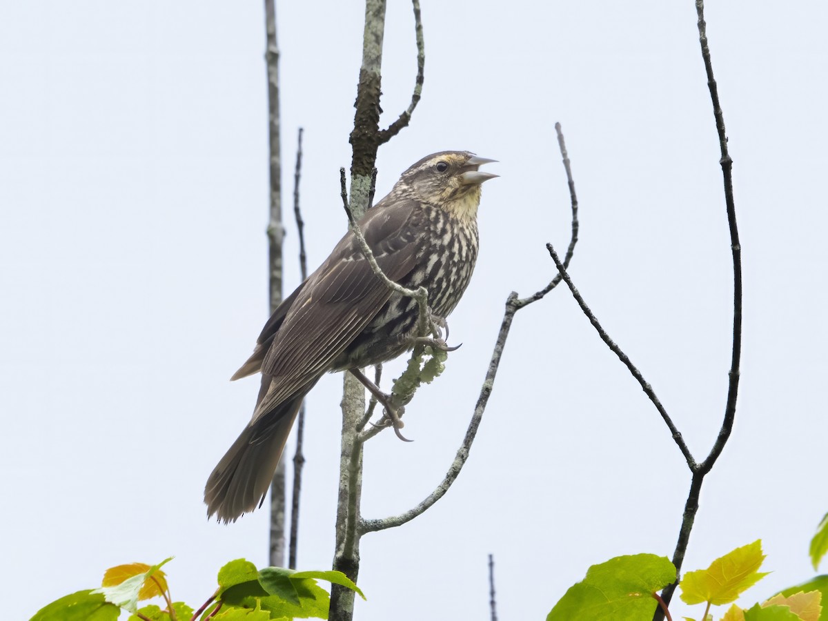 Red-winged Blackbird - John Felton