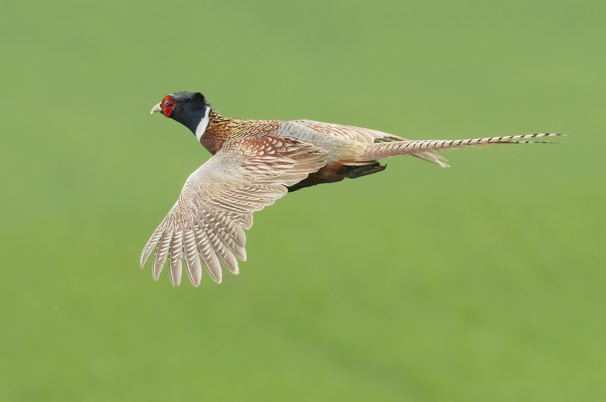 Ring-necked Pheasant - ML585647491