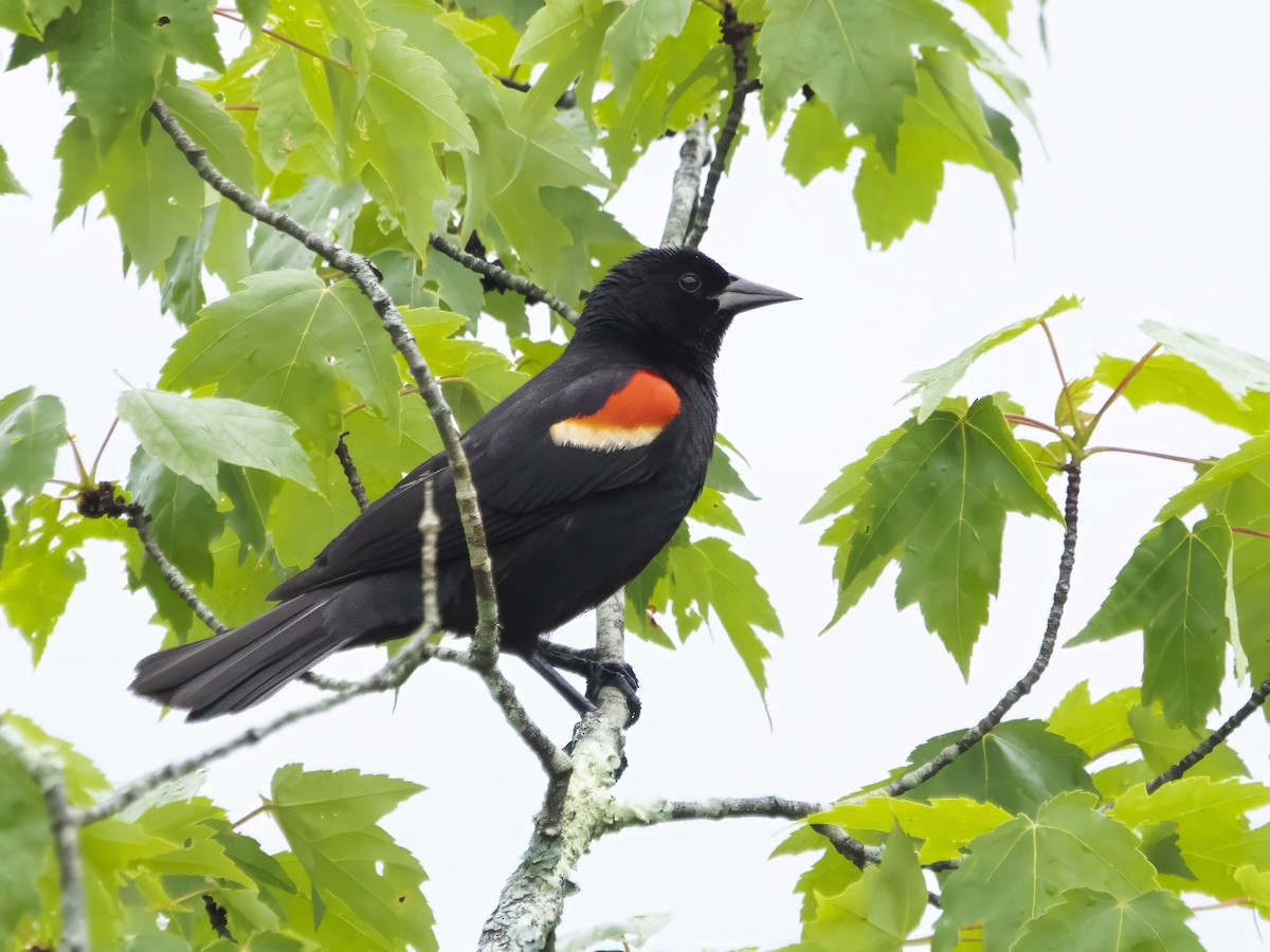 Red-winged Blackbird - ML585647511