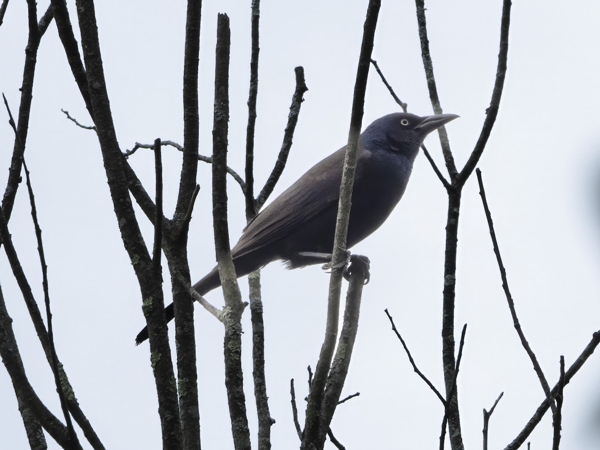 Common Grackle - ML585647611