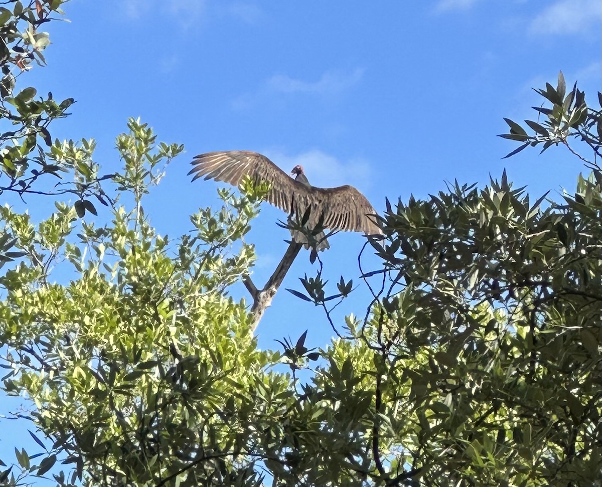 Turkey Vulture - ML585648521