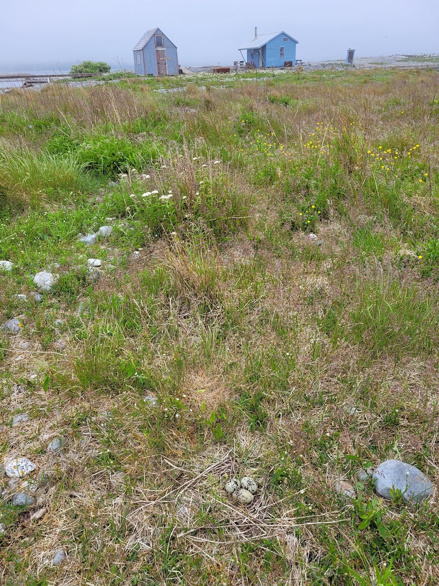 Common Tern - ML585648581