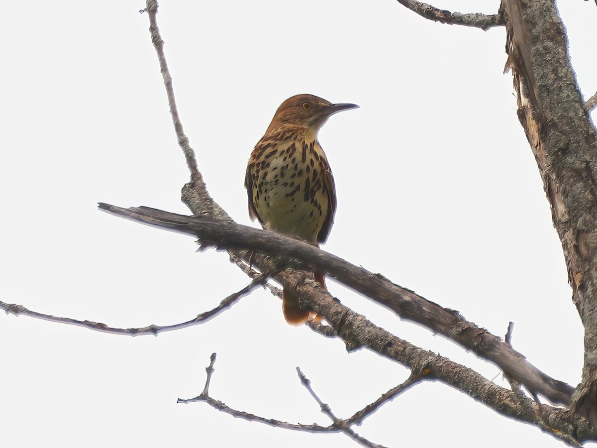 Brown Thrasher - ML585648611