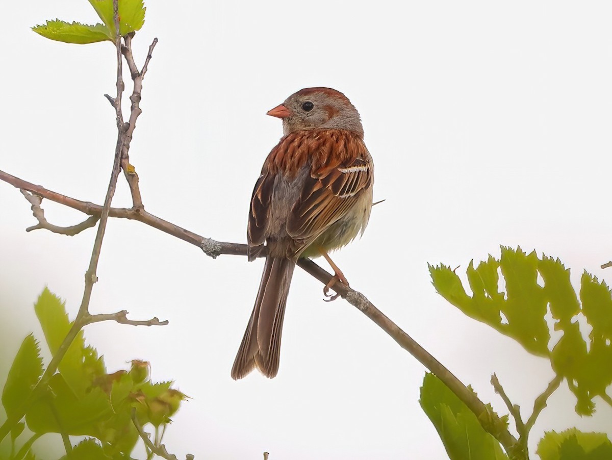 Field Sparrow - ML585648821