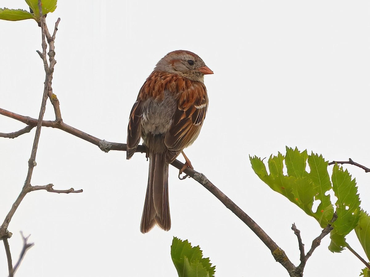 Field Sparrow - ML585648841