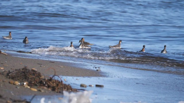 Phalarope à bec étroit - ML585649381