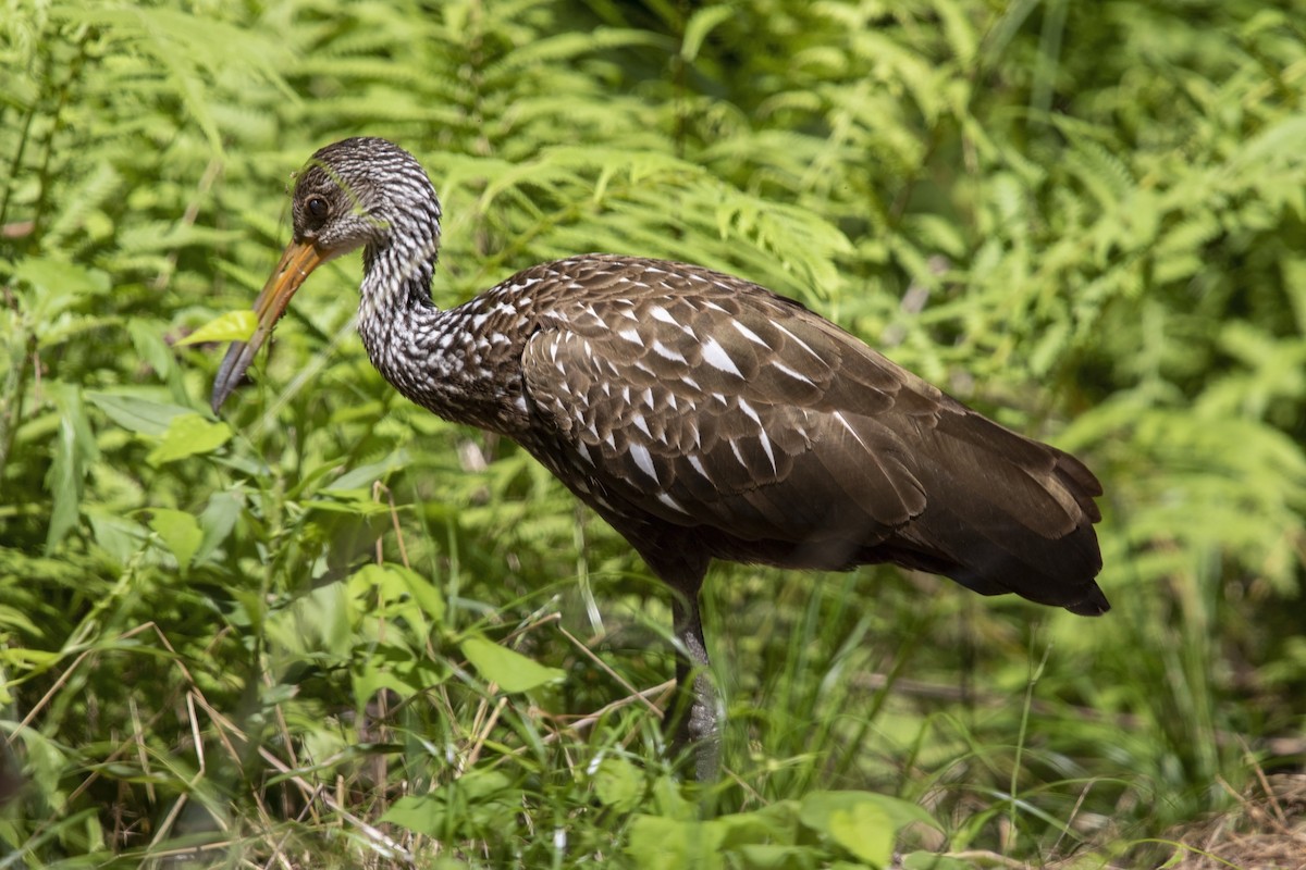 Limpkin (Speckled) - ML585649431