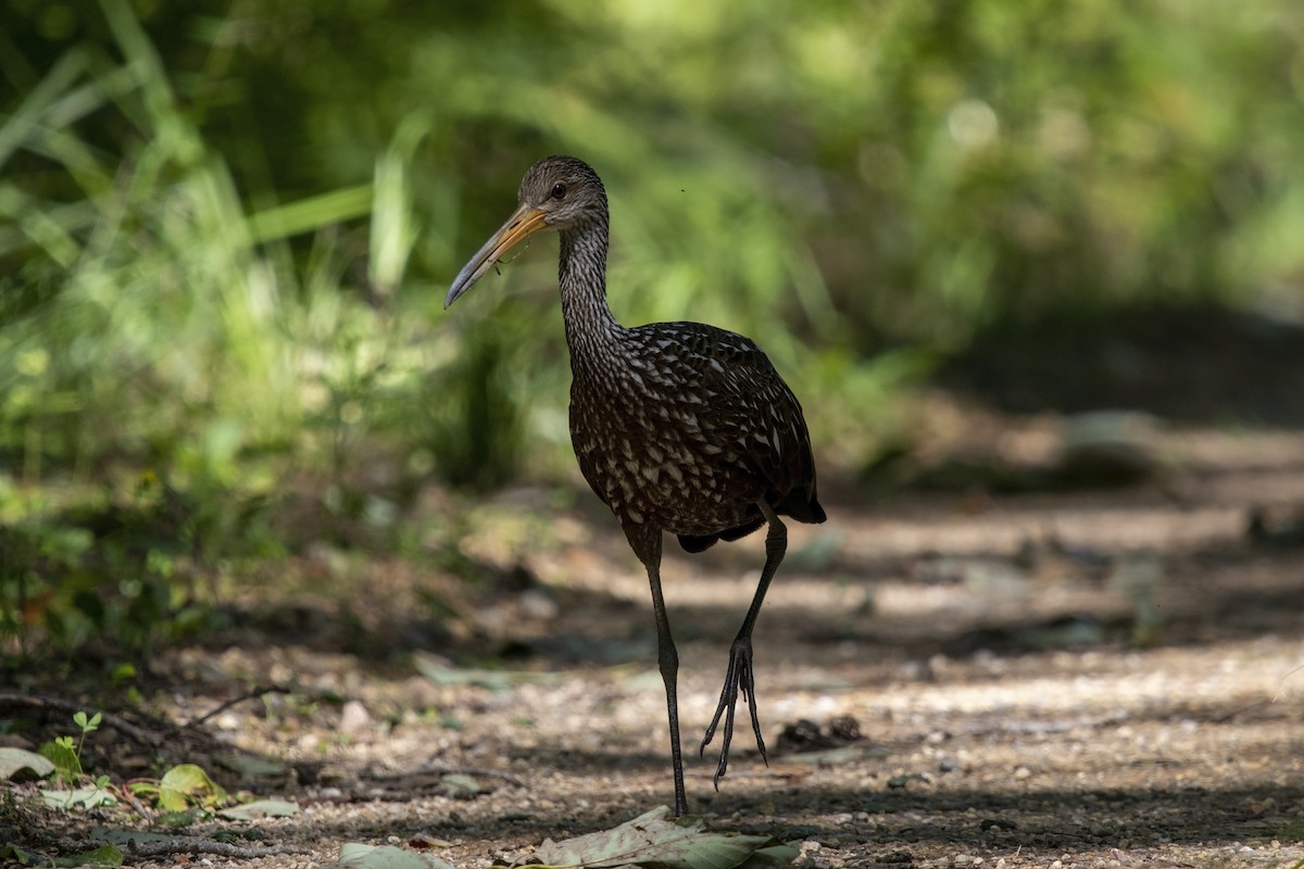 Limpkin (Speckled) - ML585649441