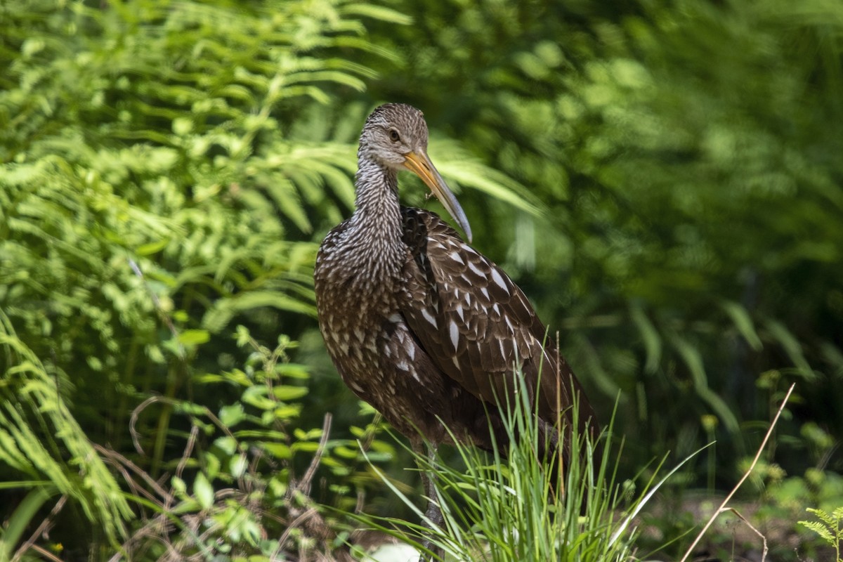 Limpkin (Speckled) - ML585649461