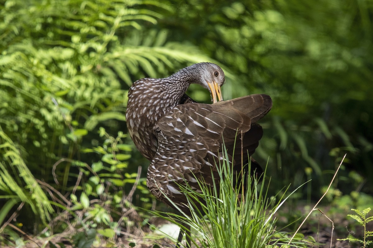 Limpkin (Speckled) - ML585649471